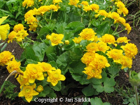 Caltha palustris 'Multiplex'